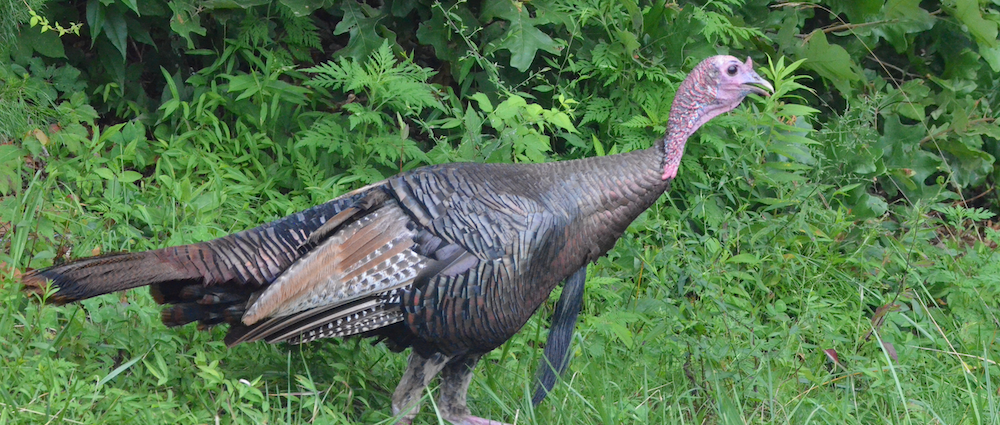 North Carolina Turkey