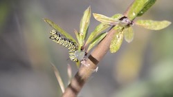 overwinter monarch catapiller