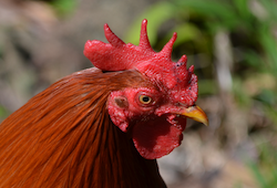 caribbean rooster