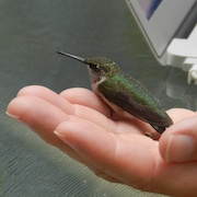 hummingbird in hand