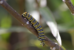 monarch catapiller
