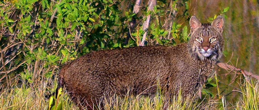 Florida Bobcat