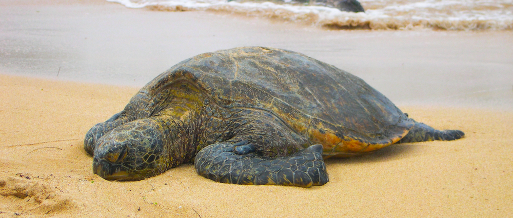 Hawaiian Sea Turtle