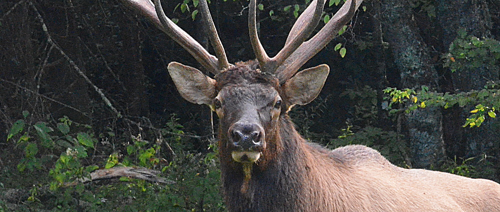 North Carolina Elk