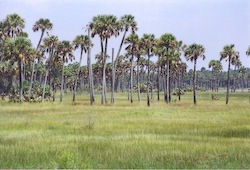 Florida wetlands