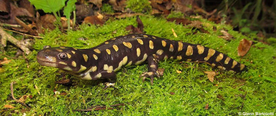 tiger alamander