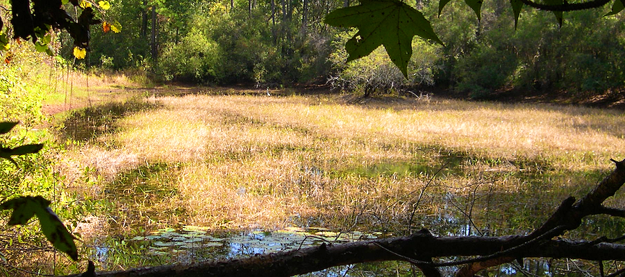 wetland